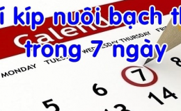 Nuôi bạch thủ trong khung 7 ngày bí quyết chơi không nên bỏ qua
